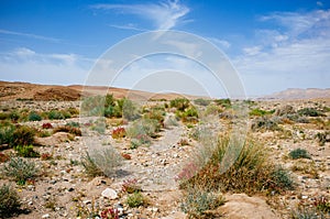 Holy Land Series- Ramon Crater Makhtesh - desert blossom 27 photo